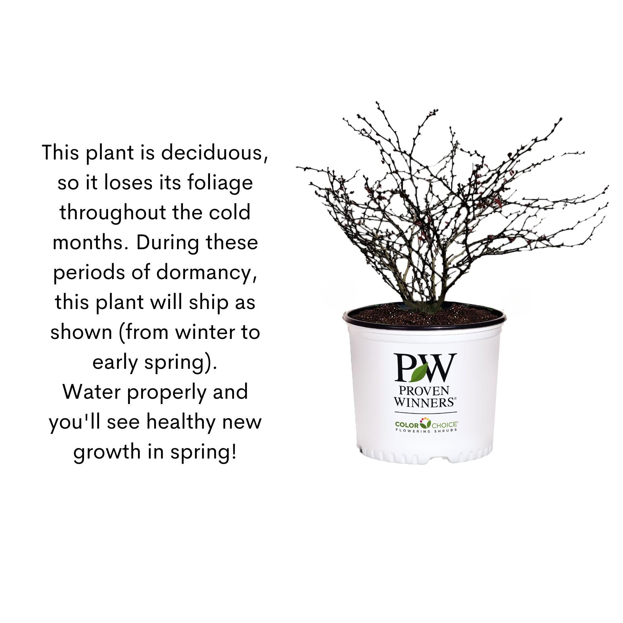 Proven Winner Sunjoy Mini Maroon in a landscape bed providing seasonal contrast