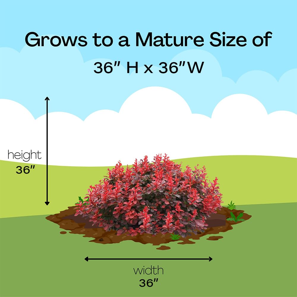 Proven Winner Sunjoy Mini Maroon dormant winter plant ready for spring planting