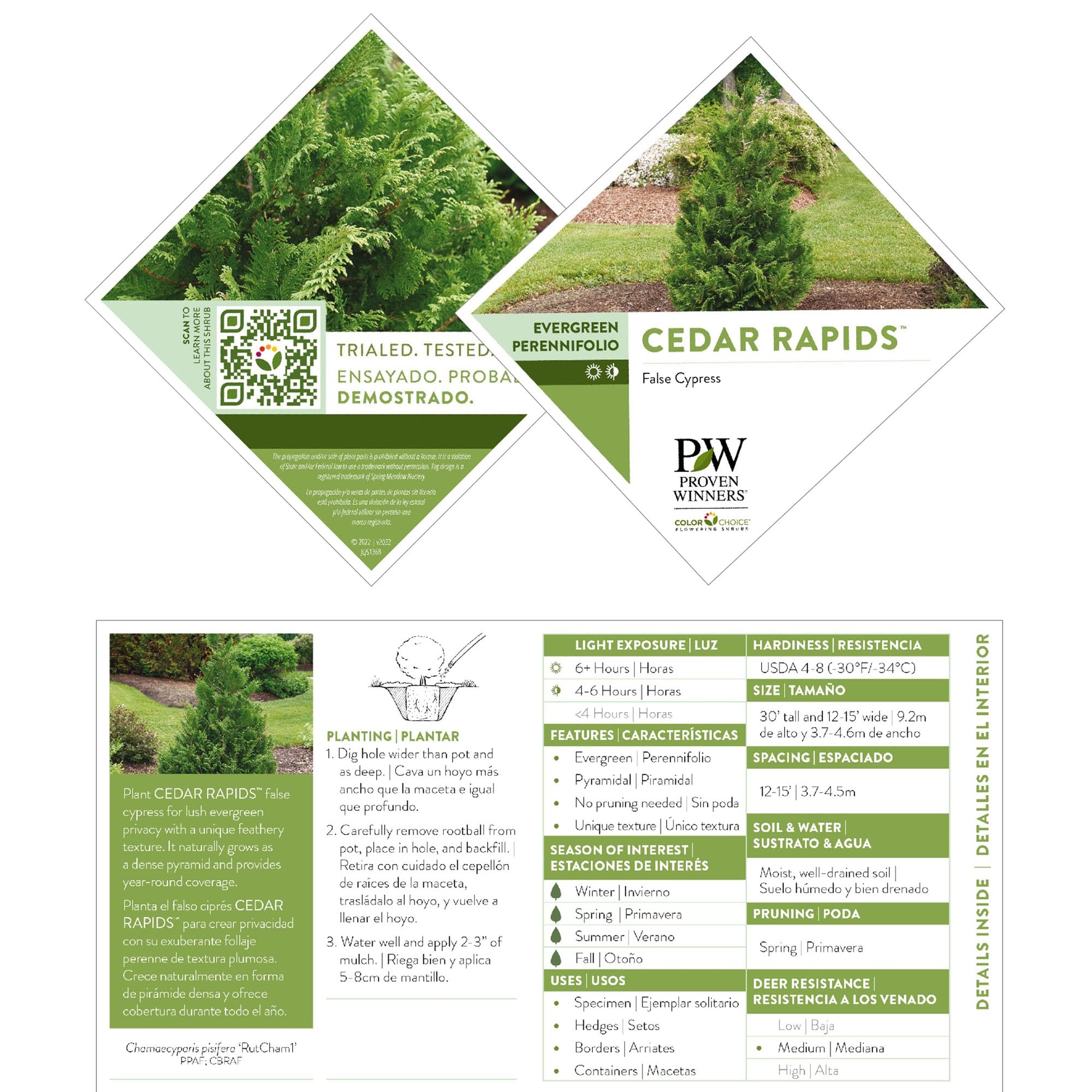 Proven Winners Cedar Rapids 2g container beside a ruler to show size and planting scale benefit
