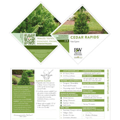 Proven Winners Cedar Rapids 2g container beside a ruler to show size and planting scale benefit