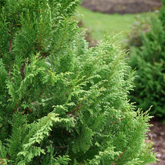 Proven Winners Cedar Rapids foliage close-up highlighting feathery, twisted fans for delicate texture