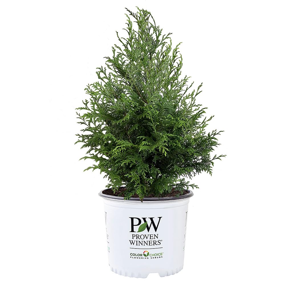Proven Winners Cedar Rapids front view showing pyramidal form and vibrant lime-green color for screening