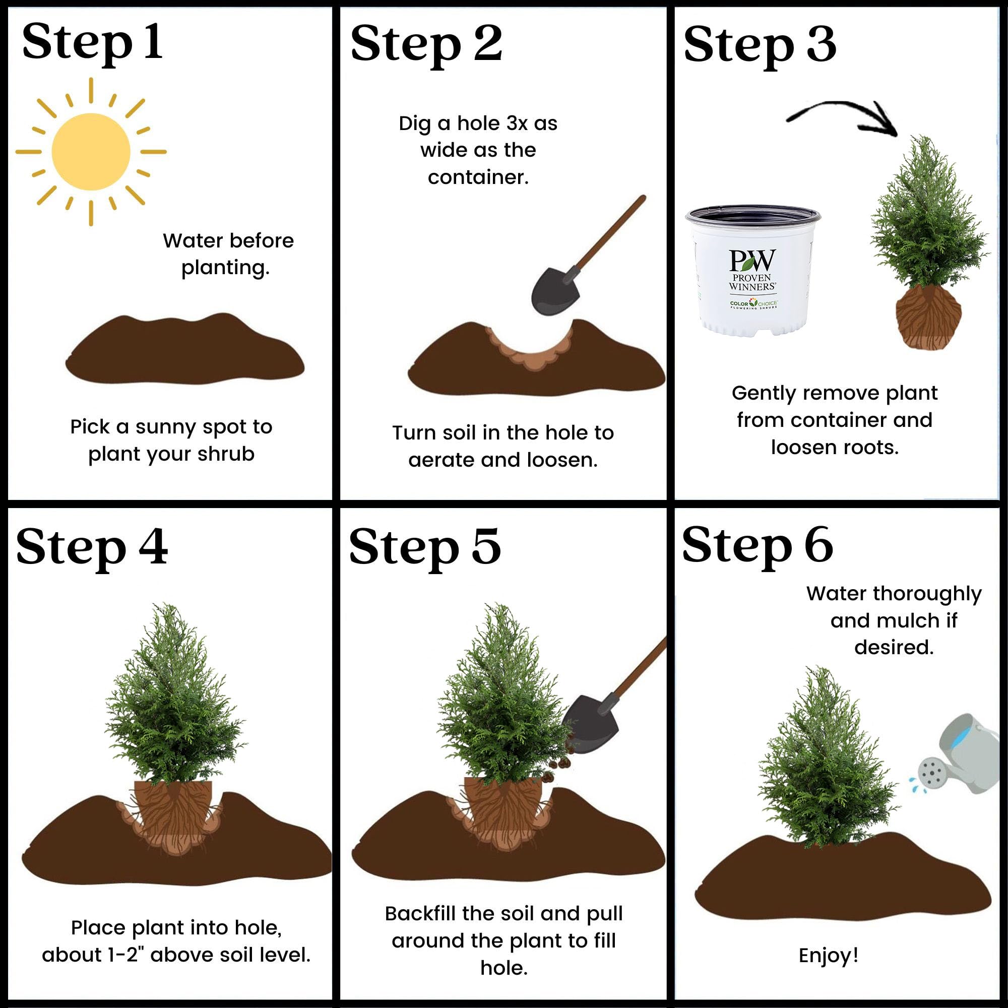 Proven Winners Cedar Rapids used in a garden bed demonstrating landscape impact and bright evergreen color