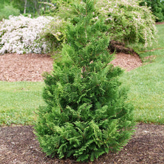 Proven Winners Cedar Rapids full plant showing upright pyramidal habit and year-round evergreen interest