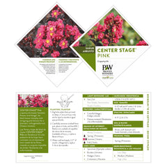 Proven Winners Center Stage Pink bloom closeup highlighting bright pink petals and pollinator appeal
