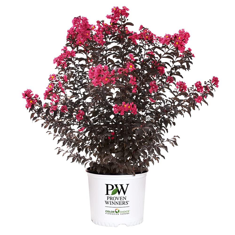 Proven Winners Center Stage Pink front view showing full bloom and vibrant color benefit