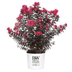 Proven Winners Center Stage Pink front view showing full bloom and vibrant color benefit