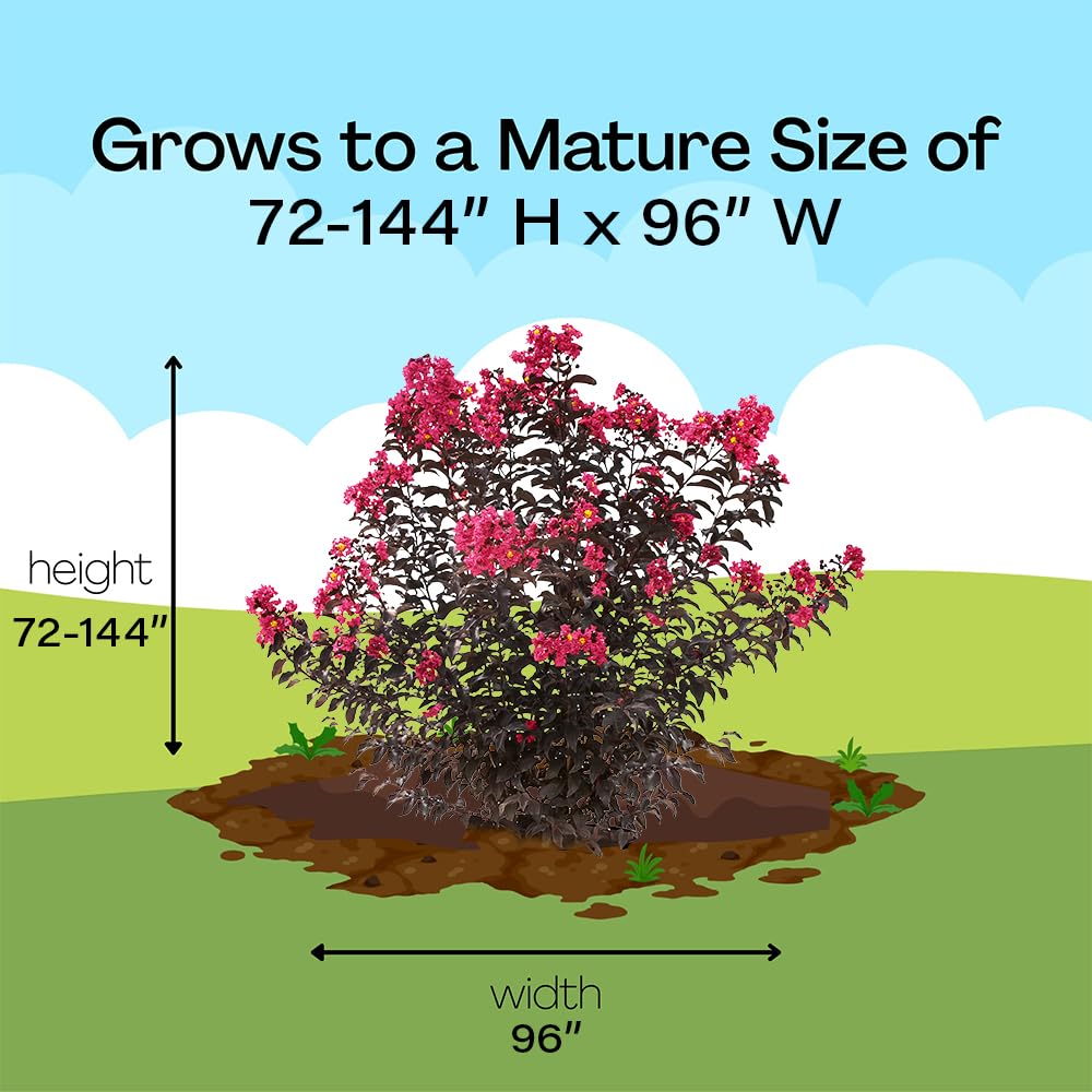Proven Winners Center Stage Pink winter branching showing structure for year-round landscape benefit
