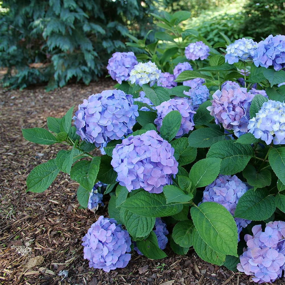 Proven Winners close-up of sky-blue blossom with honeydew-green eye, shows vibrant color