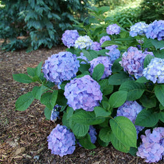 Proven Winners close-up of sky-blue blossom with honeydew-green eye, shows vibrant color