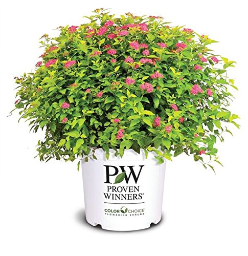 Green Promise Farms Proven Winners front view showing golden foliage and compact habit