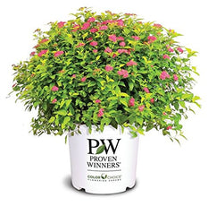 Green Promise Farms Proven Winners front view showing golden foliage and compact habit