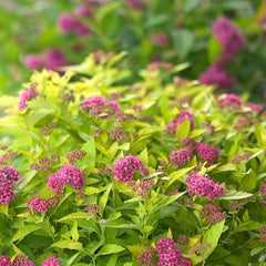 Green Promise Farms close-up of Double Play Gold foliage showing vibrant color and texture