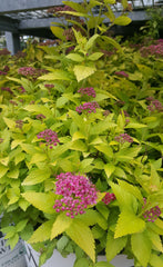 Green Promise Farms shrub in a 3-gallon trade pot ready to plant for easy establishment