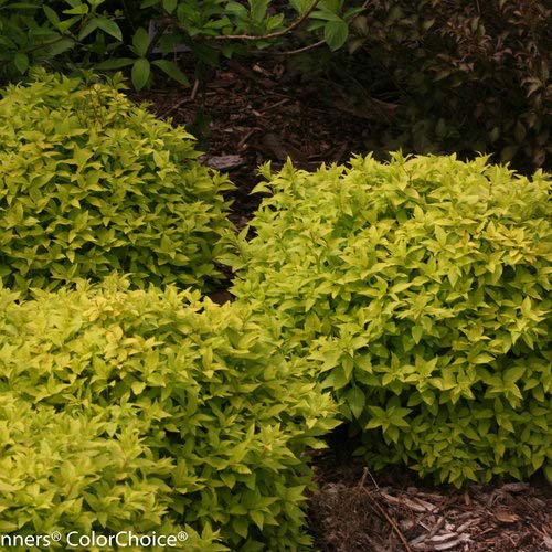 Green Promise Farms mass planting of spirea showing bright contrast in a sunny border