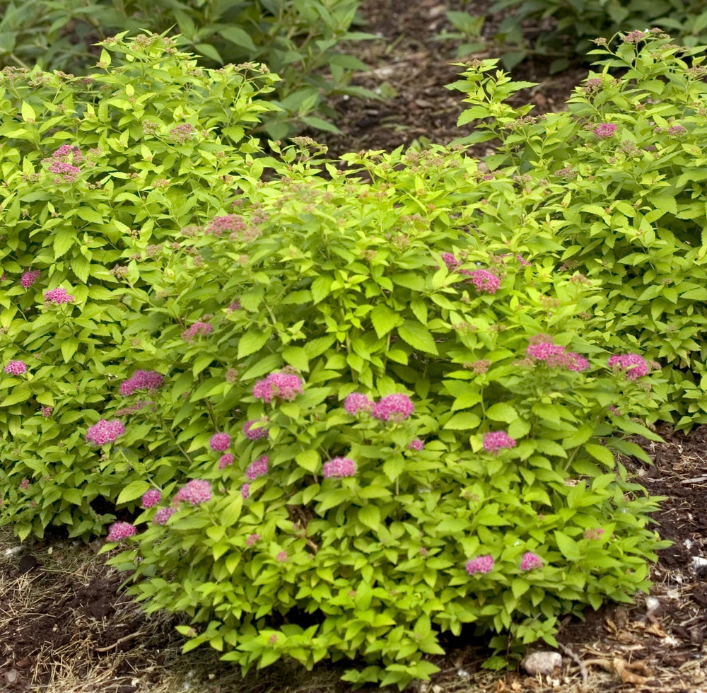 Green Promise Farms detailed pink flower clusters demonstrating prolonged summer blooms