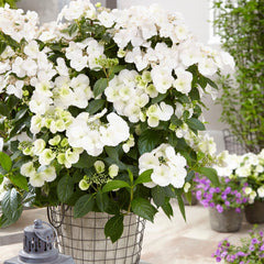 Proven Winners closeup of Fairytrail Bride lacey florets highlighting delicate petal edges