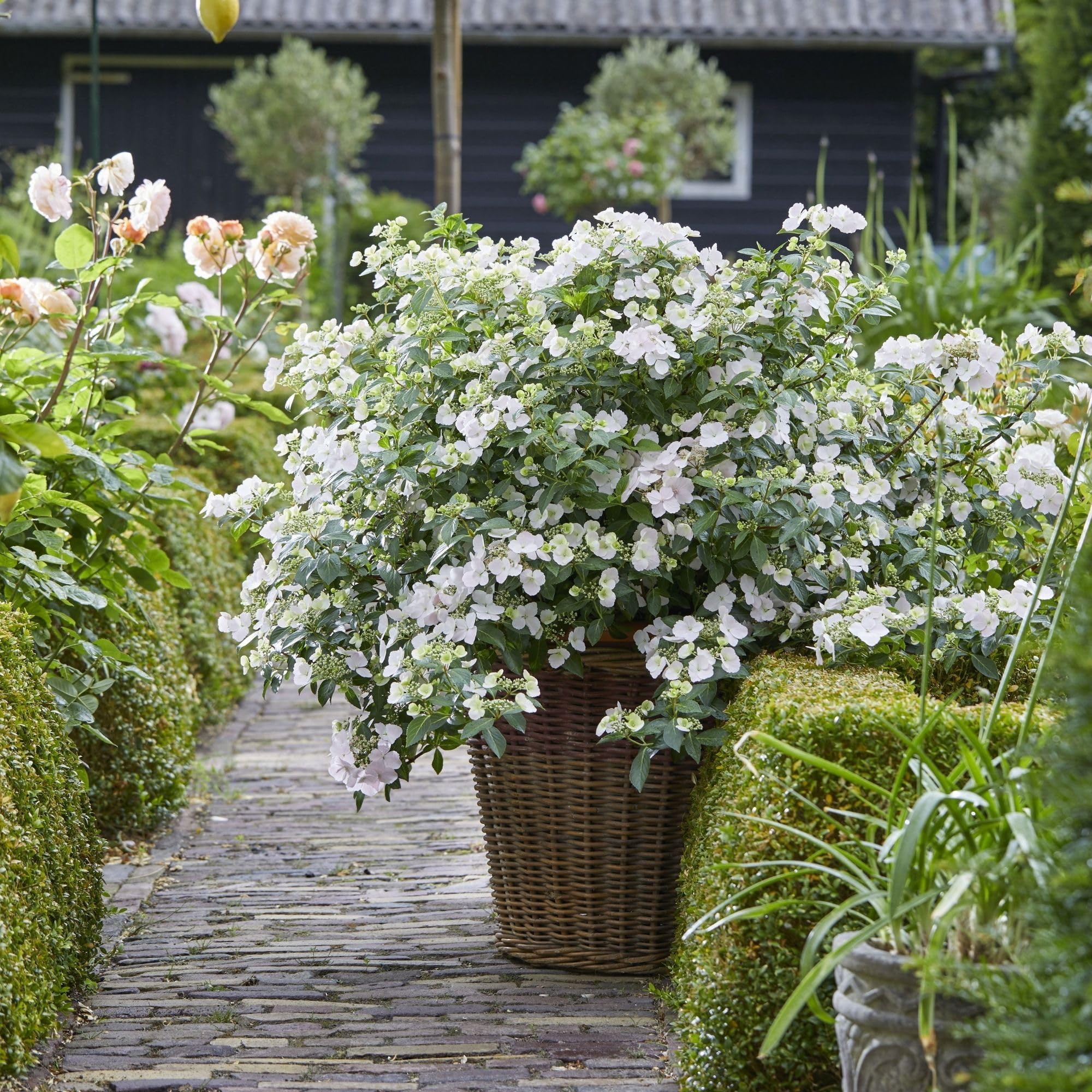 Proven Winners Fairytrail Bride in container on patio creating compact, showy display