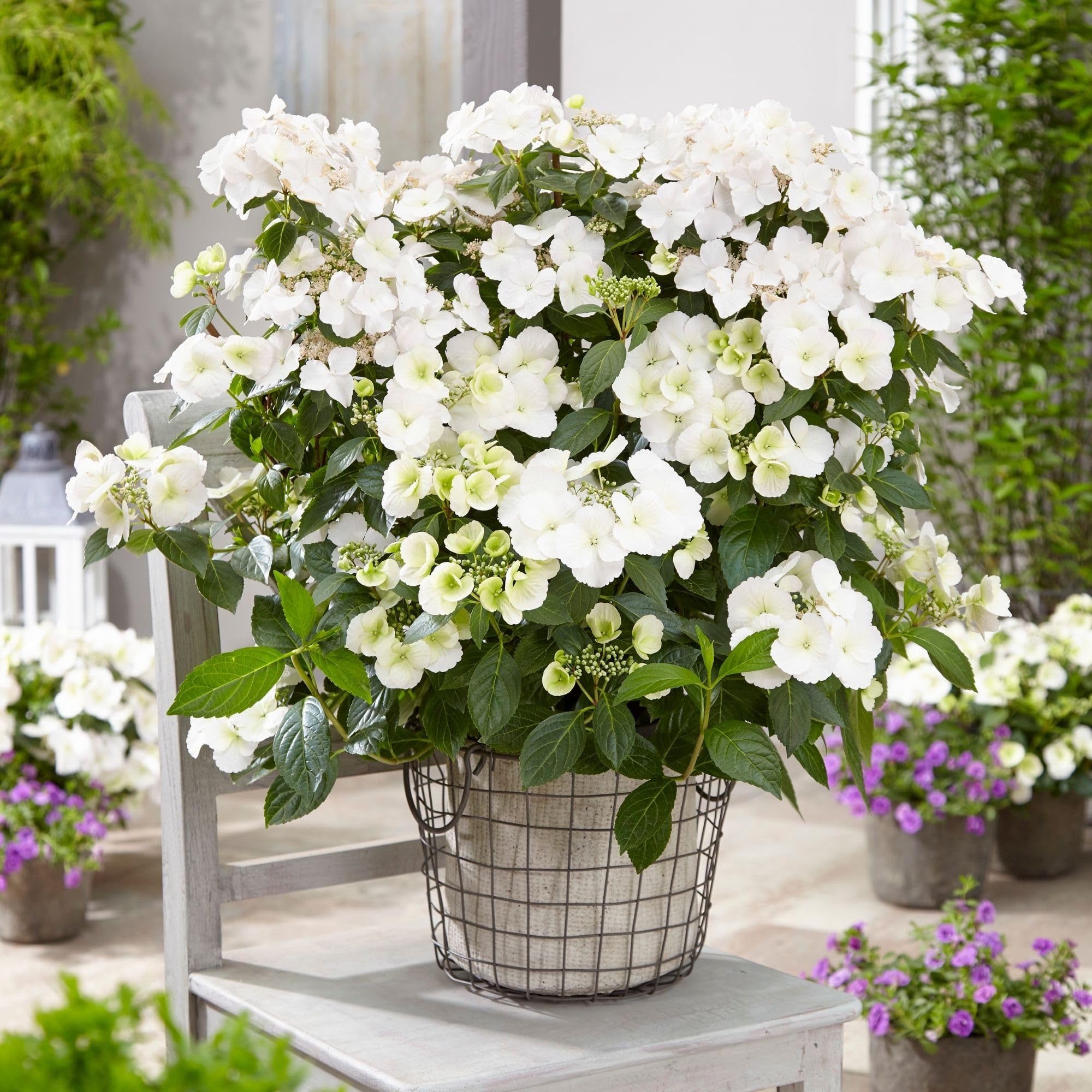 Proven Winners foliage texture of Fairytrail Bride showing healthy green leaves and structure