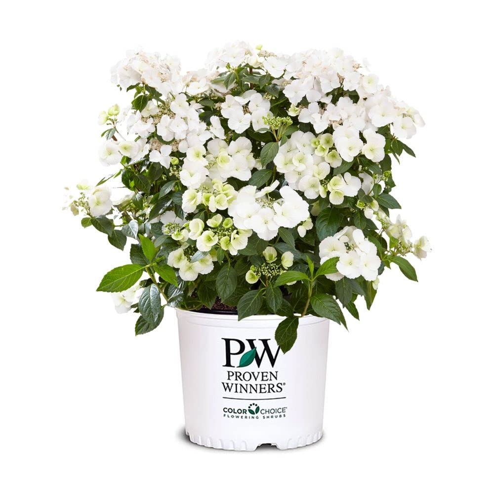 Proven Winners front view of Fairytrail Bride showing trailing habit and abundant blooms