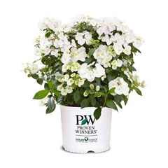 Proven Winners front view of Fairytrail Bride showing trailing habit and abundant blooms