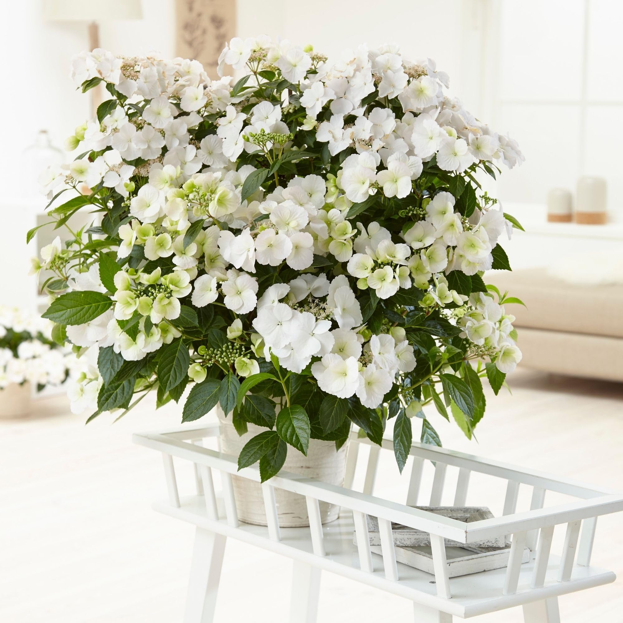 Proven Winners Fairytrail Bride in hanging basket adding cascading floral interest