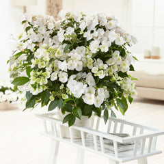 Proven Winners Fairytrail Bride in hanging basket adding cascading floral interest