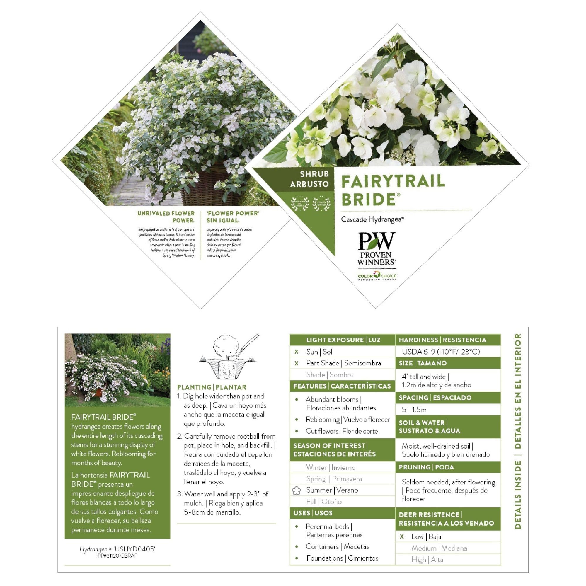 Proven Winners Fairytrail Bride beside ruler to illustrate mature size and scale
