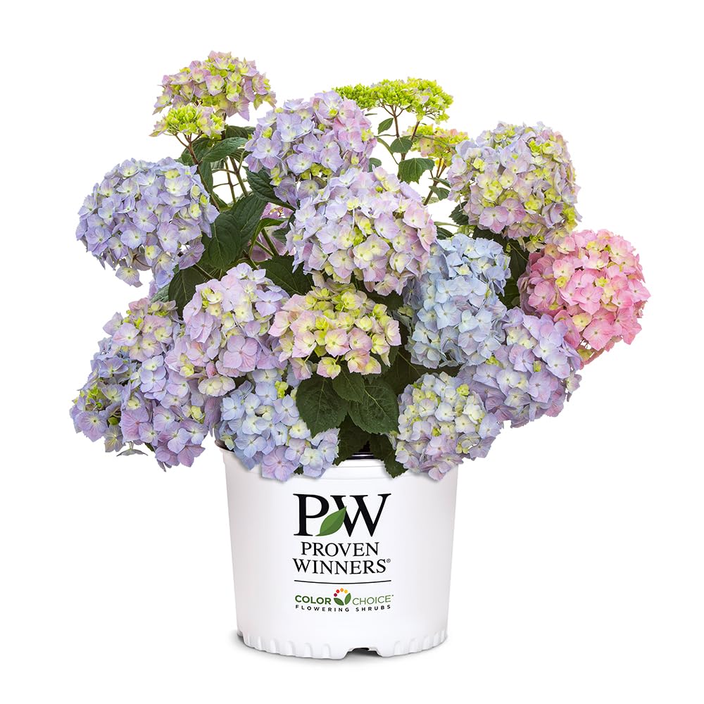 Proven Winners front view showing compact shrub and blue blooms, highlights easy container use