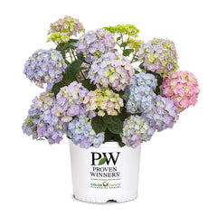 Proven Winners front view showing compact shrub and blue blooms, highlights easy container use