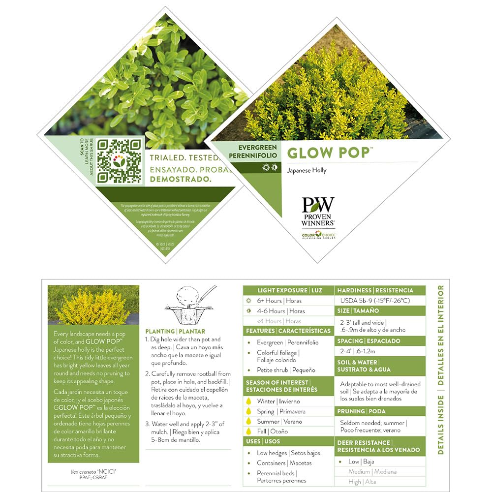 Proven Winners Glow Pop foliage close-up highlighting bright leaves and sun resistance