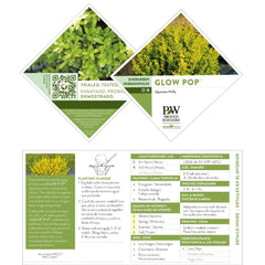 Proven Winners Glow Pop foliage close-up highlighting bright leaves and sun resistance