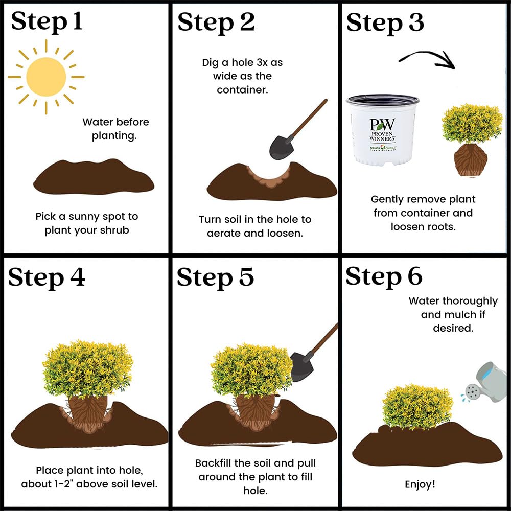 Proven Winners Glow Pop label on pot showing botanical name and proven garden performance