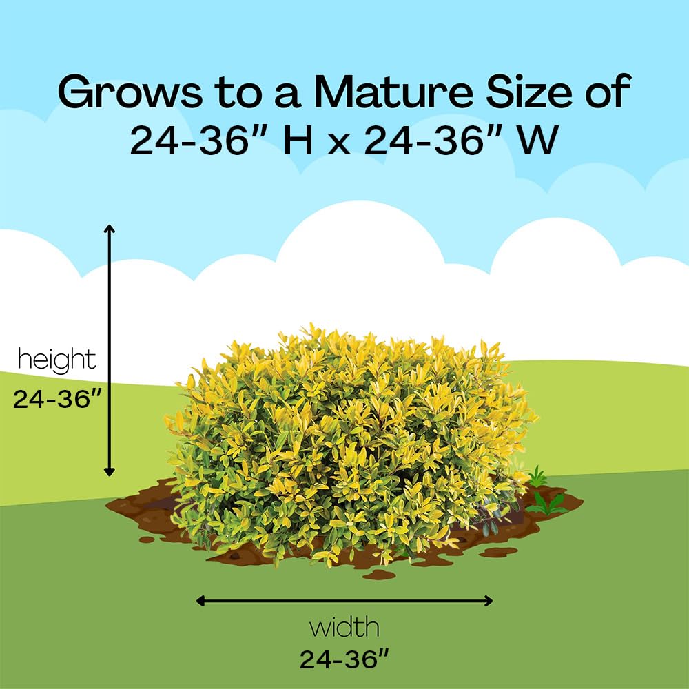 Proven Winners Glow Pop in landscape illustrating border placement and mature size benefit