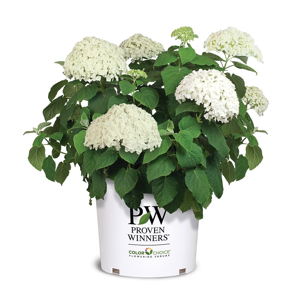 Proven Winners front view of Incrediball hydrangea showing full bloom and structure benefit