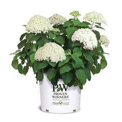 Proven Winners front view of Incrediball hydrangea showing full bloom and structure benefit