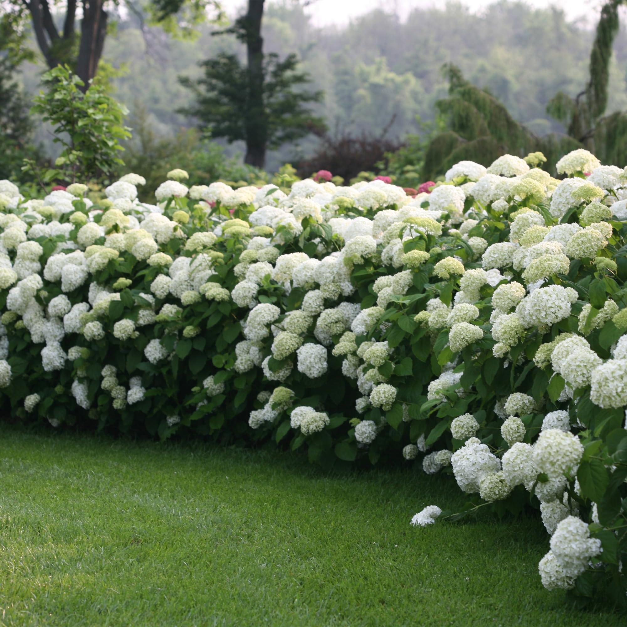 Proven Winners close-up of oversized Incrediball flower ball highlighting impressive bloom size