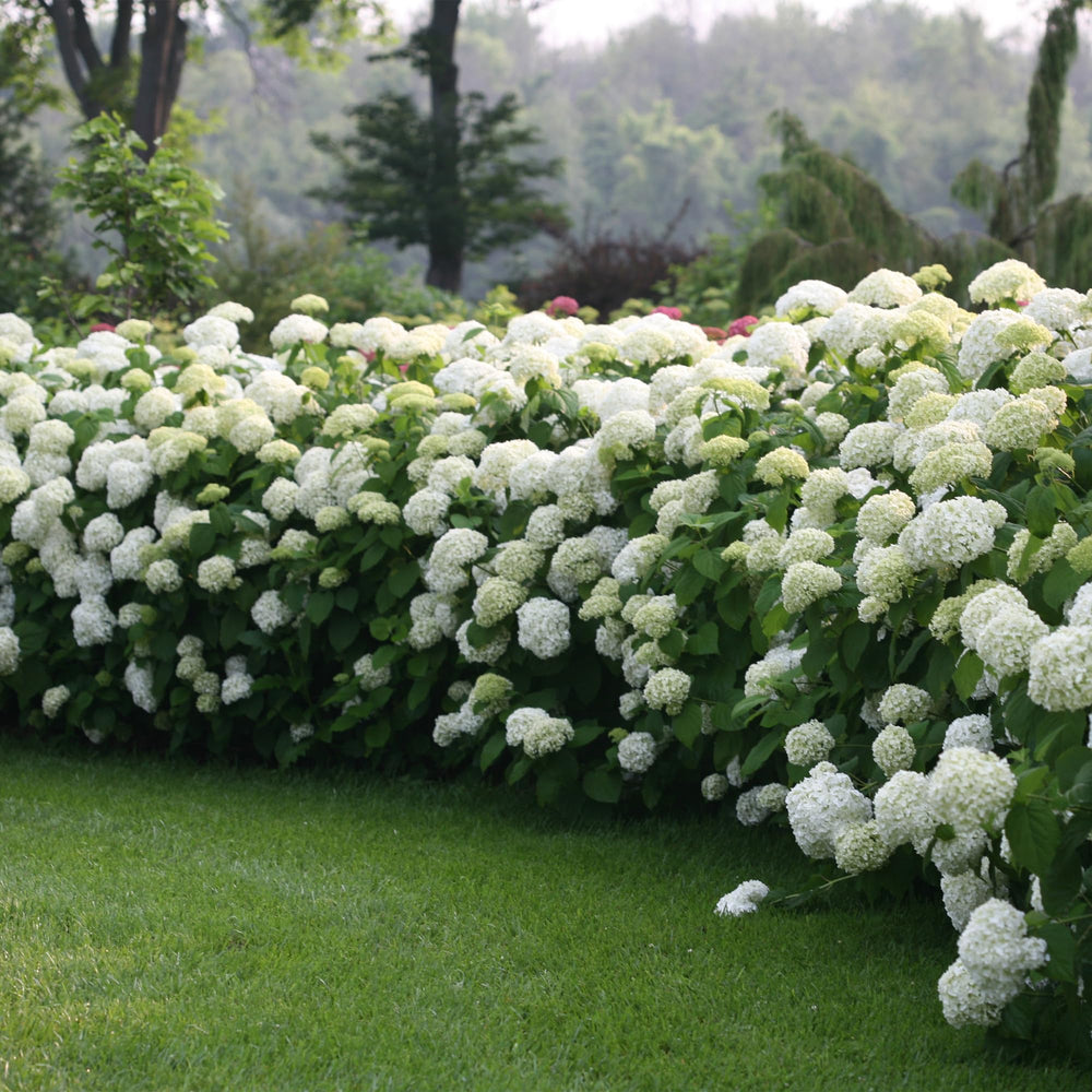 Proven Winners close-up of oversized Incrediball flower ball highlighting impressive bloom size