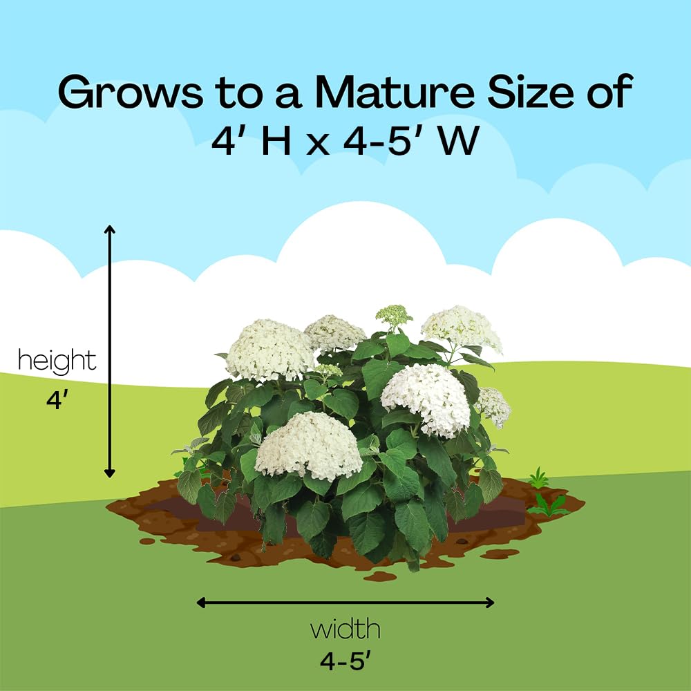 Proven Winners blooms aging to jade green demonstrating seasonal color change benefit