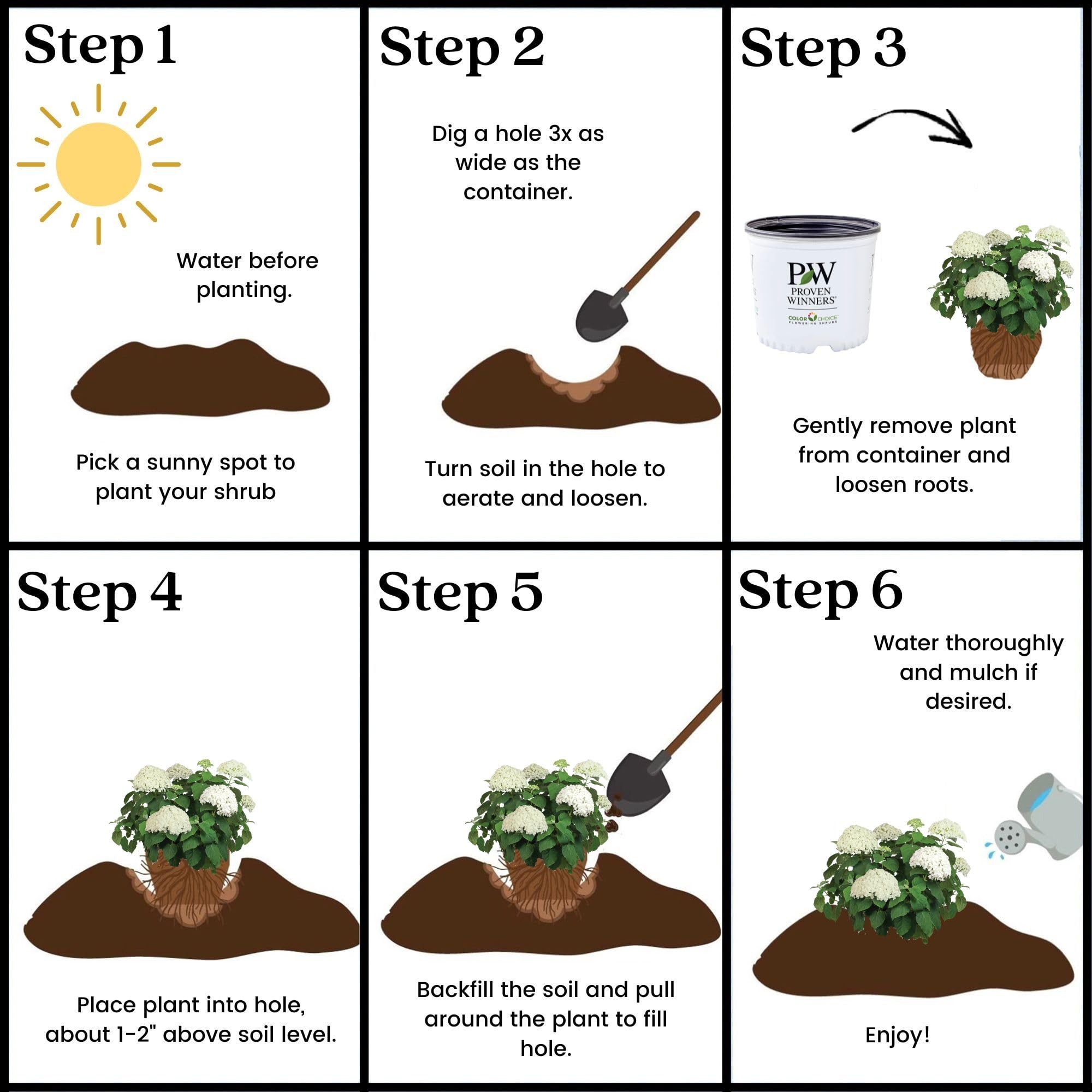 Proven Winners shrub beside a yard stake showing mature size and planting scale benefit