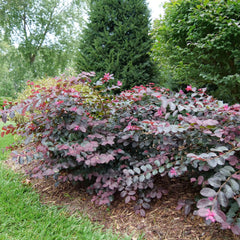 Proven Winners Jazz Hands pink blooms close-up highlighting ornamental flowers