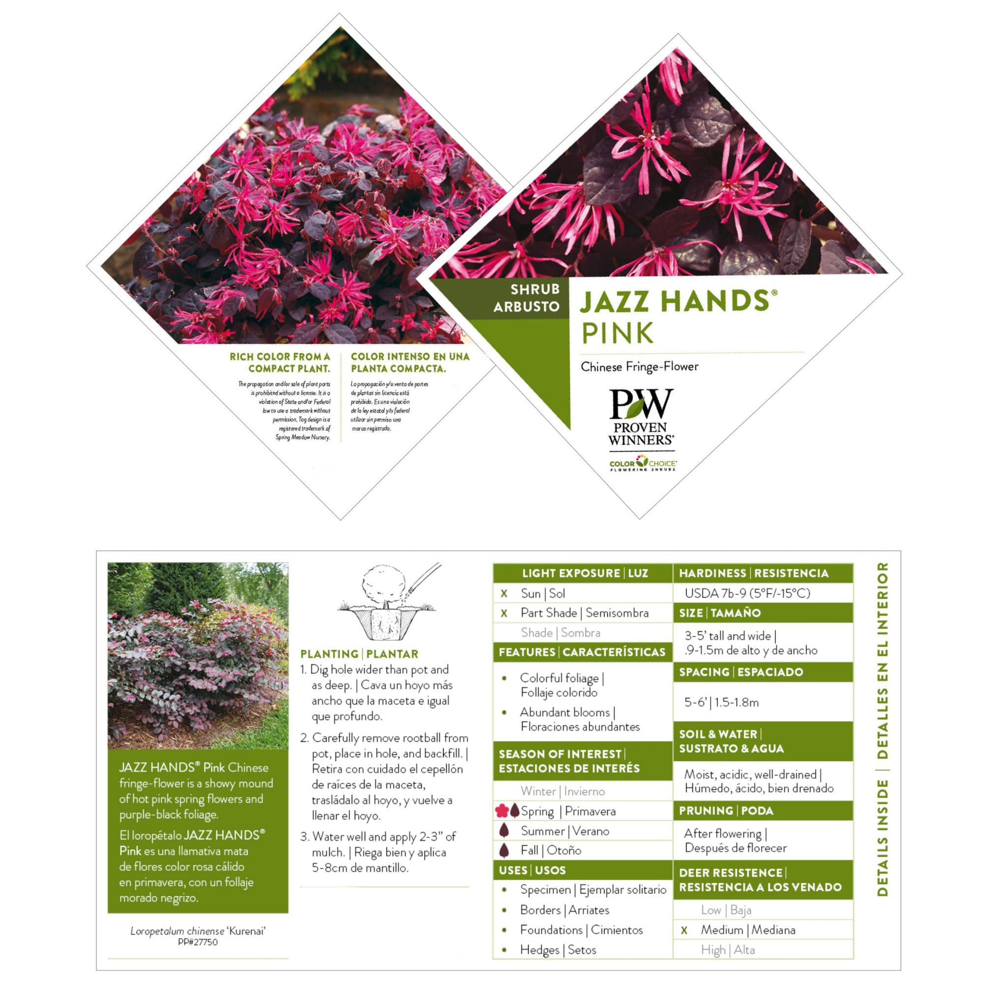 Proven Winners Jazz Hands planted in a container enhancing patio color