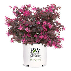 Proven Winners Jazz Hands front view showing compact habit and shape