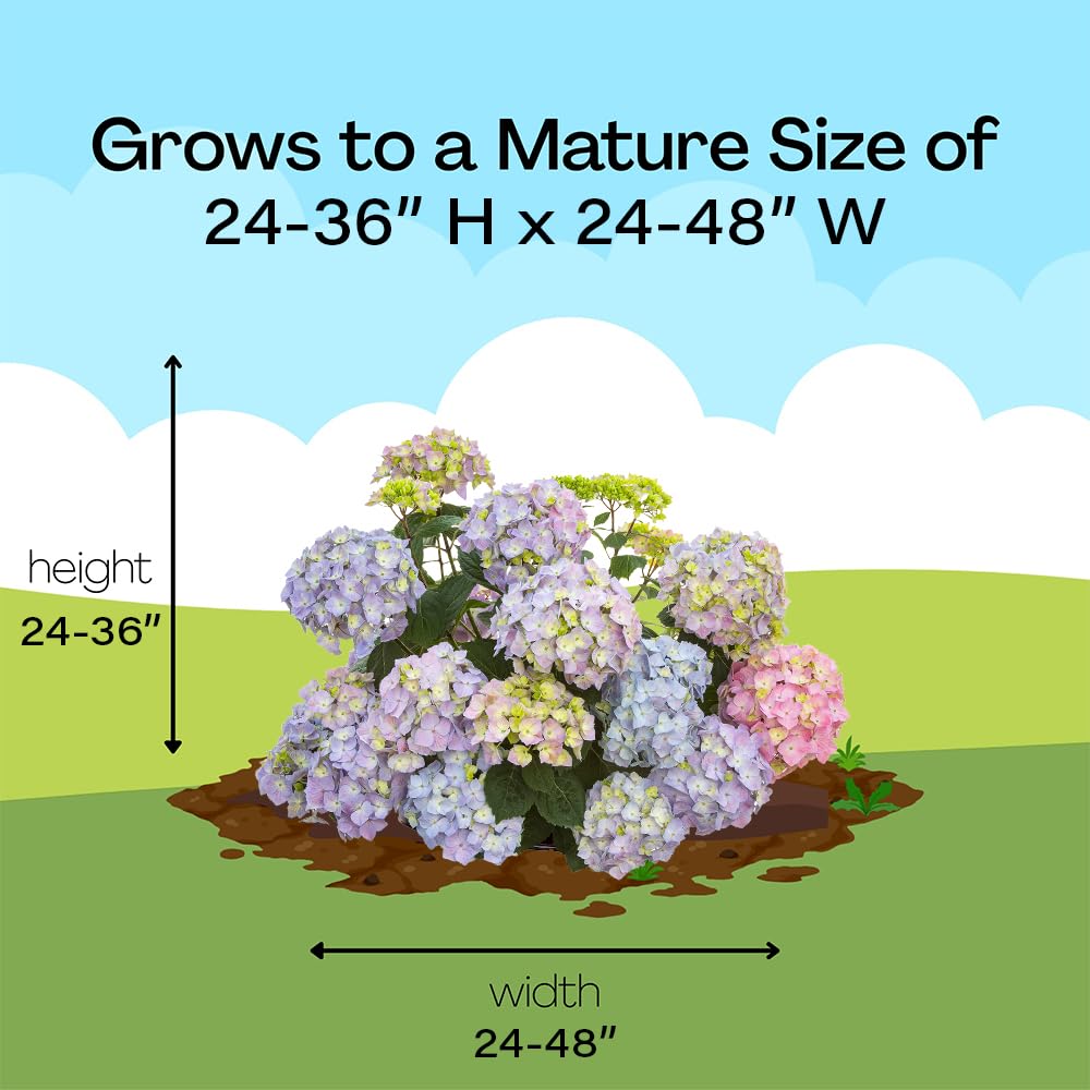 Proven Winners close-up of nursery label and nursery pot, reassures cultivar identification