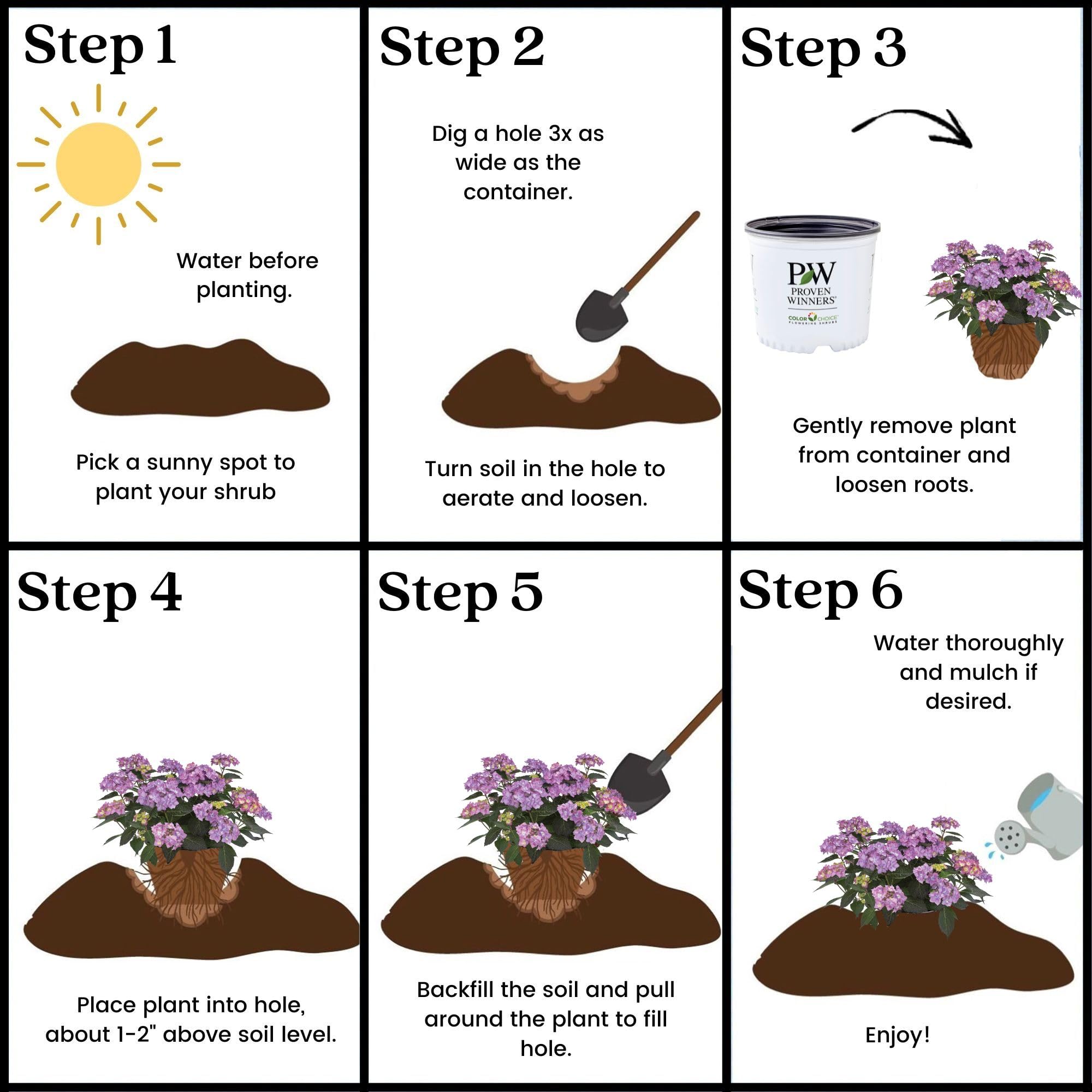 Proven Winners Let’s Dance Can Do dormant potted plant ready to ship showing safe winter delivery