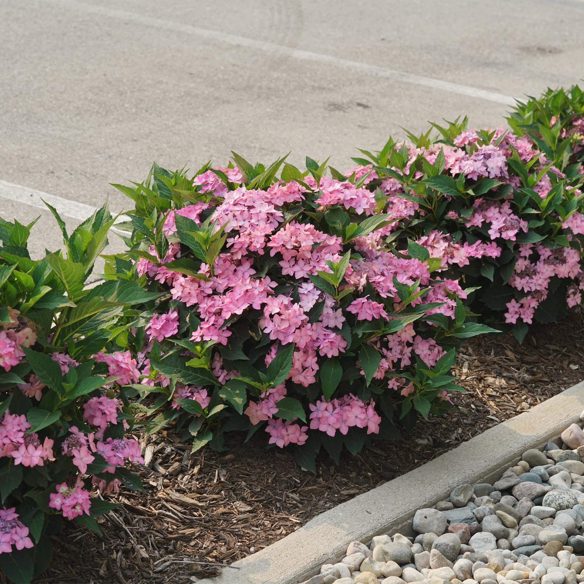 Proven Winners Let’s Dance Can Do leaf texture closeup showing healthy foliage for landscape durability