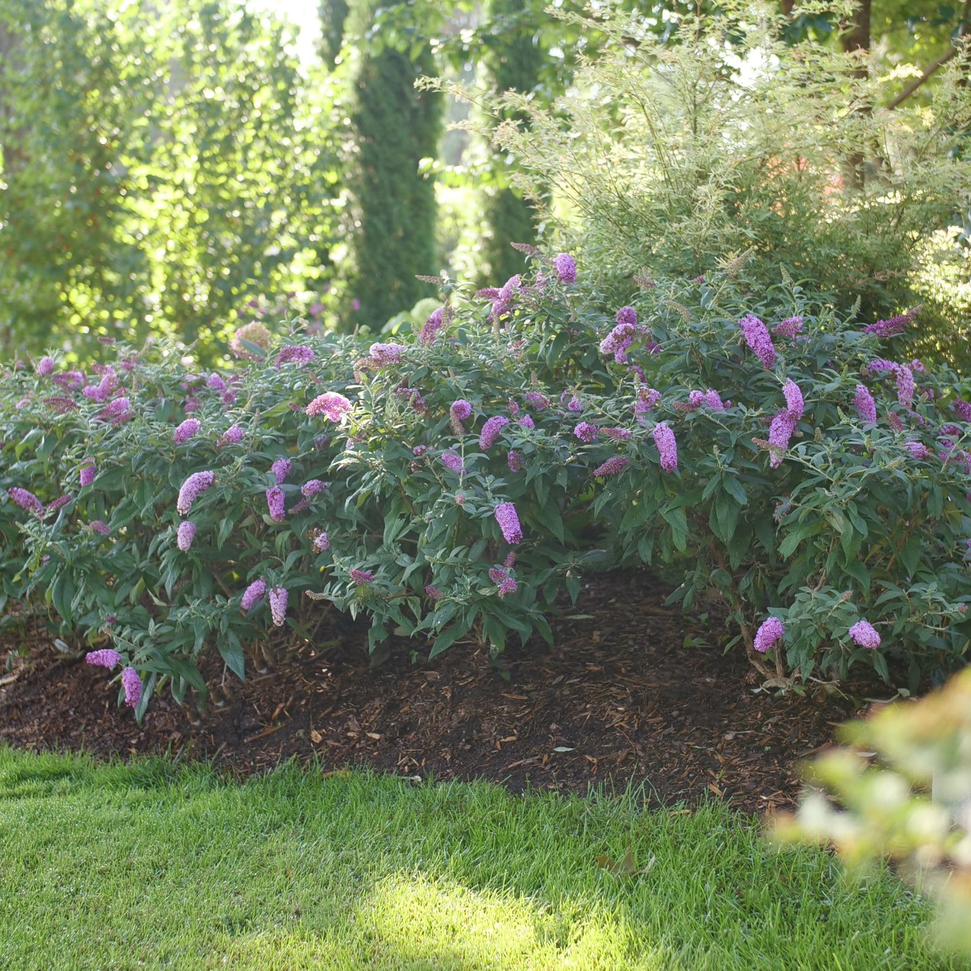 Proven Winners Pugster Pinker close-up of full-sized pink flower cluster and fragrance