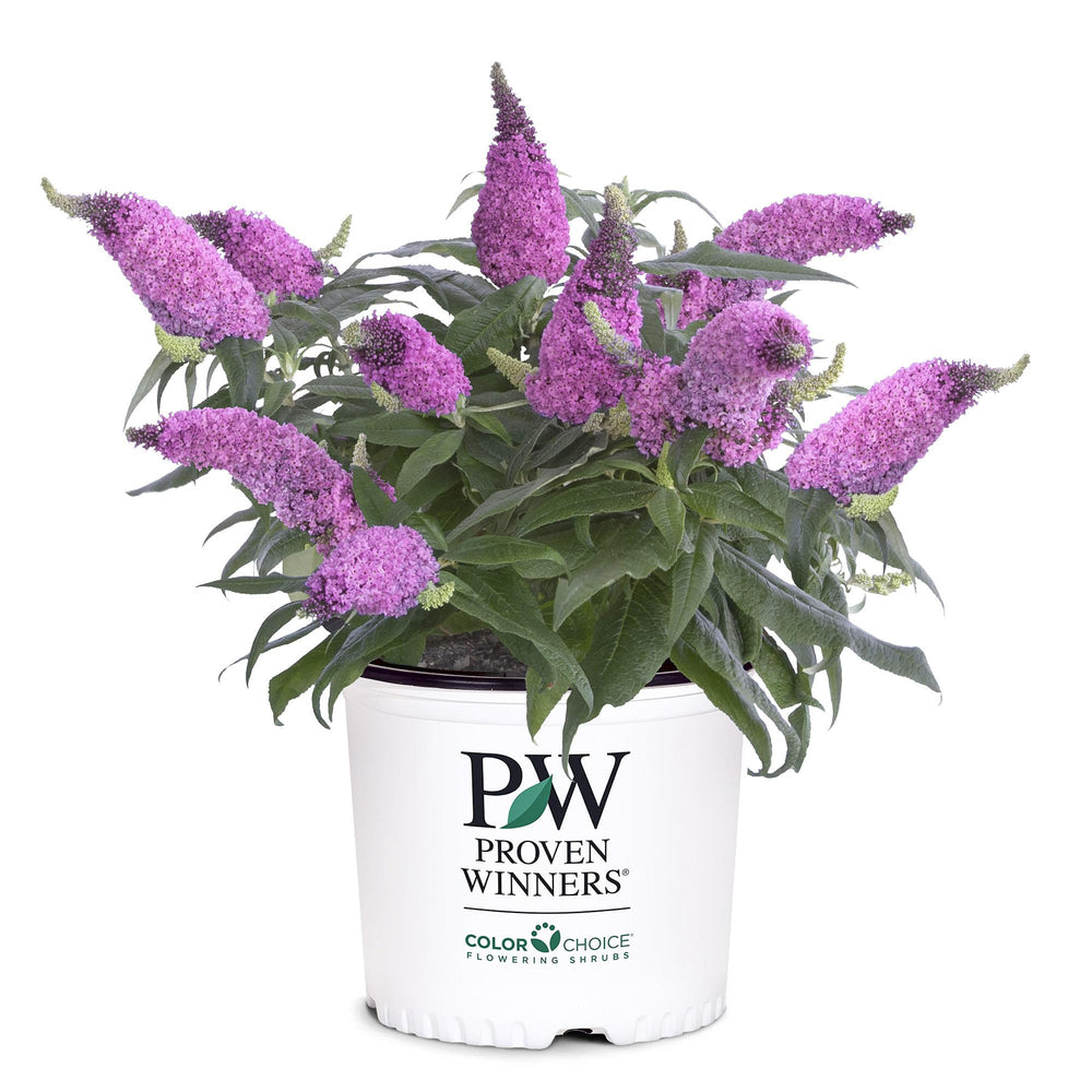 Proven Winners Pugster Pinker front view showing compact pink blooms and garden impact