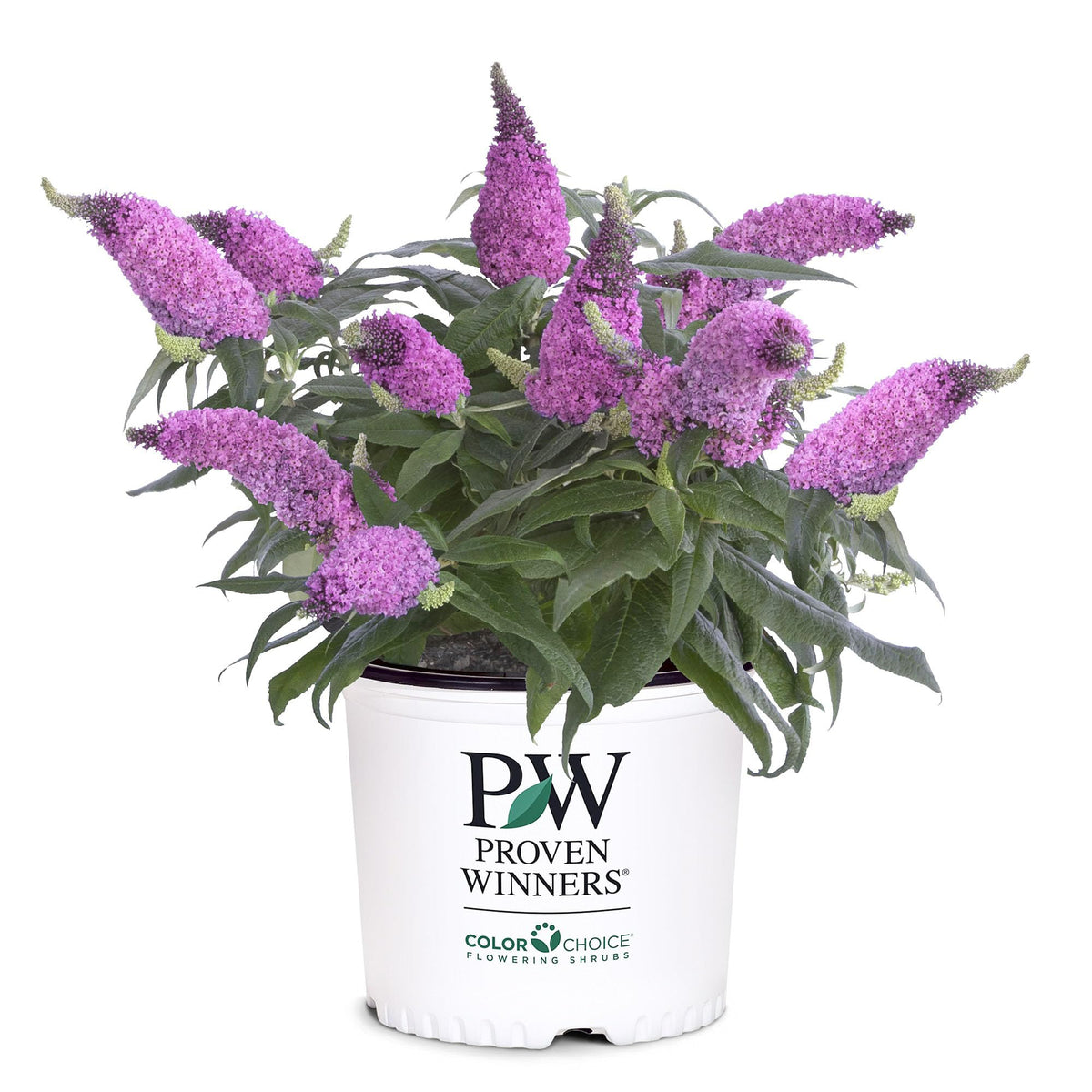 Proven Winners Pugster Pinker front view showing compact pink blooms and garden impact