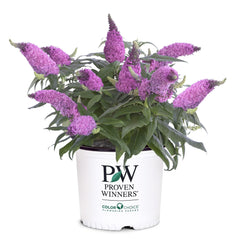 Proven Winners Pugster Pinker front view showing compact pink blooms and garden impact